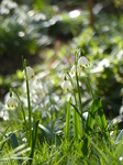 FZ003337 Spring snowflake (Leucojum vernum).jpg